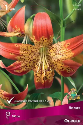 Lilium 'Fusion', Lily 'Fusion' (American) in GardenTags plant encyclopedia