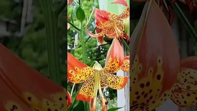 Dividing lilies | The Biking Gardener