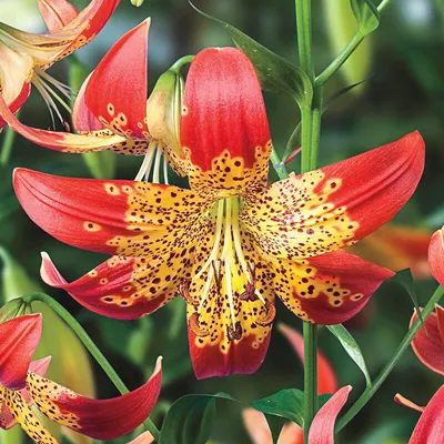 Fusion Lily | Breck's