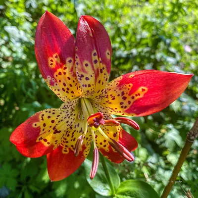 Photo of the bloom of Lily (Lilium 'Fusion') posted by Joebass - Garden.org