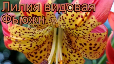 Лилия Фьюжн | Пикабу