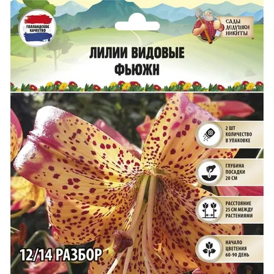 Lily 'fusion'/lilium X Pardalinum by