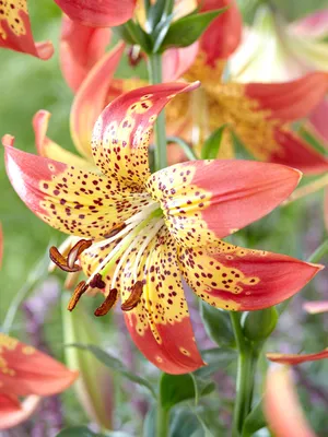 Lily, Lilium 'Fusion', Lilies plants Stock Photo - Alamy