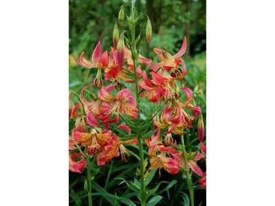 GardeninNorway on X: \"Lilium «Fusion» in our July garden. #mygarden  #Flowers #nature #NaturePhotography #gardenlife https://t.co/2RpmXnM34o\" / X