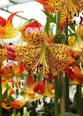 Lily (Lilium 'Fusion') in the Lilies Database - Garden.org