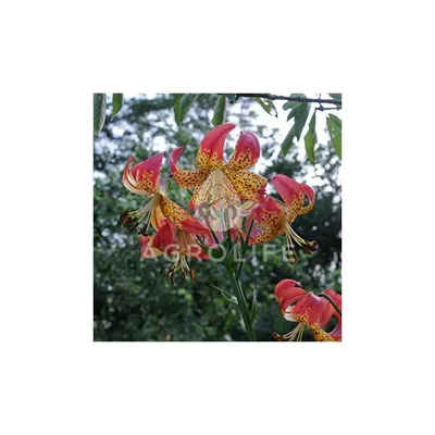 Lilium Fusion Flowers Fleece Blanket by Tim Gainey - Tim Gainey - Artist  Website