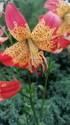 Fusion Lily Bulbs | Species lily bulbs | DutchGrown™