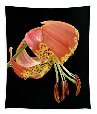 Lilium Fusion | Worlds first Lilium longiflorum x Lilium par… | Flickr