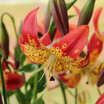 Lilium 'Fusion'
