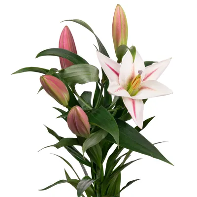Lilium 'Fusion' | Owl Prints | Flickr