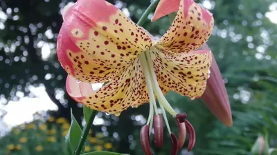 Kenneth Ingebretsen on X: \"Lilium 'Fusion' is a species hybrid between  Lilium longiflorum (Easter lily) and Lilium pardalinum. It's the first year  we have it but it seems very vigorous 😊👍🏻 https://t.co/MHgCj1dHkn\" /