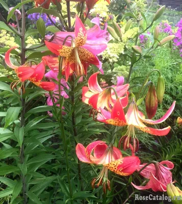 Лилия Fusion, Florium купить в Украине - цена, фото, отзывы | Agrolife