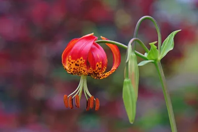 Photo of the bloom of Lily (Lilium 'Fusion') posted by sgardener -  Garden.org