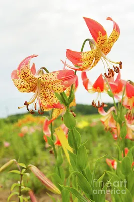 Fusion Lily Bulbs | Species lily bulbs | DutchGrown™