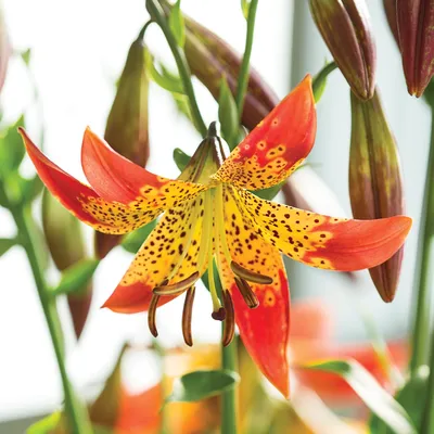 Lily 'fusion'/lilium X Pardalinum #1 Tapestry by - Bridgeman Prints