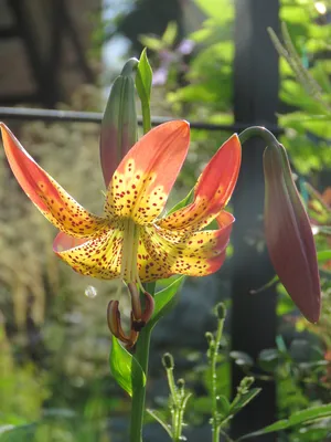 Lilium 'Fusion'
