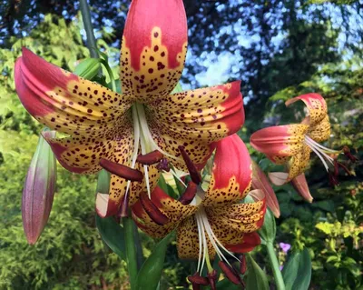 Lilium 'Fusion' — The Lily Garden