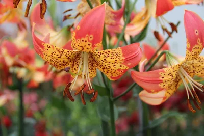 Hornbaker Gardens, Inc. - Lilium a. 'Bloom Fusion Flamingo' #2