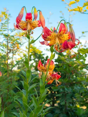 https://www.7flowers.ru/catalog/srezannye-tsvety/liliya/