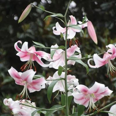 Buy Lilies FUSION flower bulbs online | BULBi UK