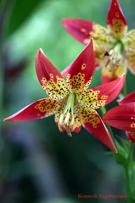 Lilium 'Fusion' - YouTube
