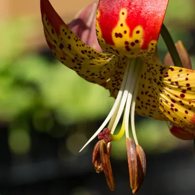 Фьюжн (Fusion) межвидовая — RoseCatalog.ru