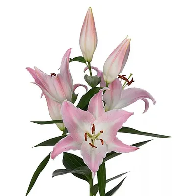 Photo of the bloom of Lily (Lilium 'Fusion') posted by gwhizz - Garden.org