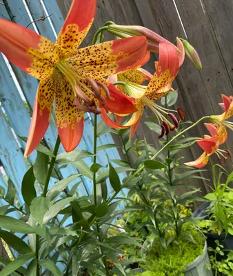 Lily blossom (Lilium Fusion) | natureloving | Flickr
