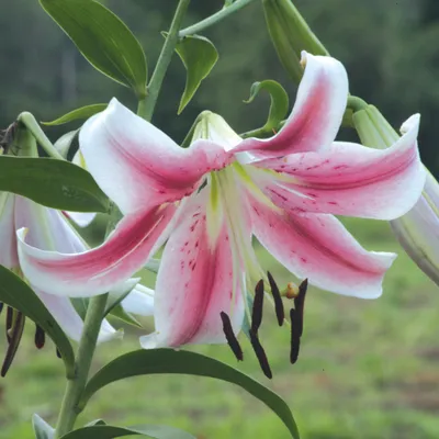 Fusion Photograph by Marilyn Cornwell - Fine Art America