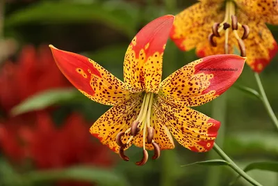 Lilium Fusion *Rare* - Summer Flowers - Garden World Nursery