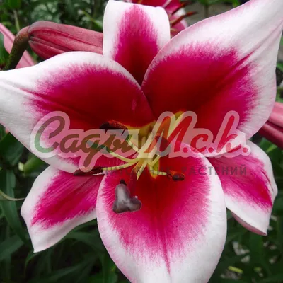 Silk Road Orienpet Lily (Friso) | American Meadows