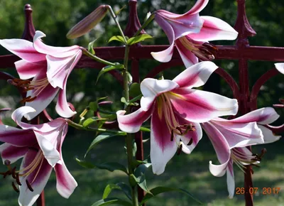 Oriental Hybrid Lilium Friso Flowers in the Garden Stock Photo - Image of  colorful, flower: 217015312