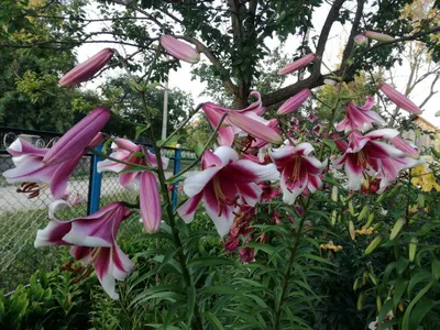 Towering Lilies | Lilium 'Friso' towers over the bed by the … | Wendy  Kremer | Flickr