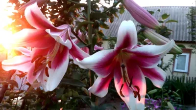 Oriental Hybrid Lilium Friso flowers in the garden Stock Photo - Alamy