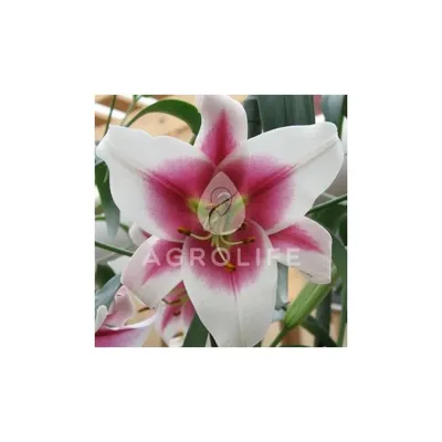 Photo of the entire plant of Lily (Lilium 'Friso') posted by bearsearch -  Garden.org