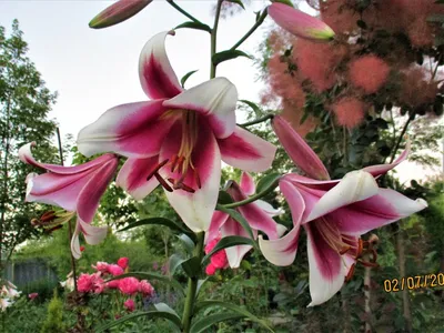 Lily - Lilium x hybridum Friso, plant | Garden-en.com