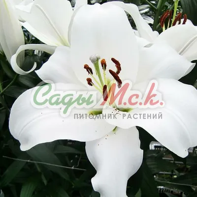 Oriental Hybrid Lilium Friso Flowers in the Garden Stock Image - Image of  bloom, fresh: 266899531