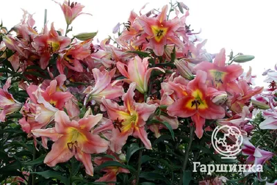 Lily Friso Bulbs | Oriental lily hybrid | DutchGrown™