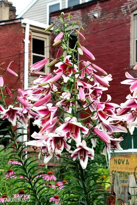 Oriental Hybrid Lilium Friso flowers in the garden Stock Photo | Adobe Stock