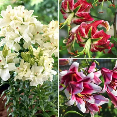 Friso лилия - фото - выращивание и уход, посадка, размножение, болезни и  вредители, описание - 🌷 Мои цветы