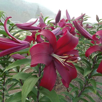 Lilium 'Silk Road' | White Flower Farm