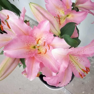 Lilium OT 'Frontera' - Bilscy.info