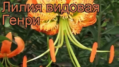 Лилии. Как не купить то, что не надо? Что мне прислали Уваровы или фирма  \"Колорлайн\". Из 55 штук только 11 нет пересорта. | МОЙ САД У ДОМА | Дзен