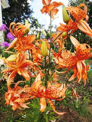 Лилия видовая Генри (lilium) 🌿 видовая лилия Генри обзор: как сажать,  луковицы лилии Генри - YouTube