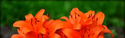 Генрис Лили Латинское Название Lilium Henryi В Органическом Саду Иногда  Называют Тигр Лили Или Лилии Генри Является Родной Лилии Цветы Оранже —  стоковые фотографии и другие картинки Ароматический - iStock
