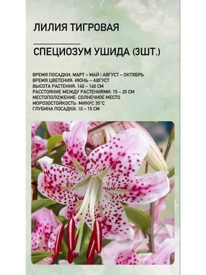 Лилия тигровая оранжевая – С Байкала с любовью!