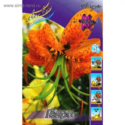 Тигровая лилия. Фоамиран. Полимерная глина | Boquette flowers, Beautiful  flowers, Exotic flowers