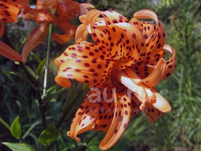 Lilium lancifolium, Lilium tigrinum | Лилия ланцетолистная, … | Flickr