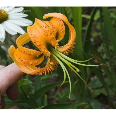 Лилия Генри Латинское Название Lilium Henryi В Органическом Саду Иногда Ее  Называют Тигровой Лилией Или Лилией Генри Это Местная Лилия Цветк —  стоковые фотографии и другие картинки Ароматический - iStock