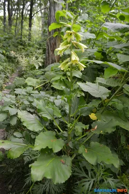 В городском парке Южно-Сахалинска зацвела лилия Глена. Сахалин.Инфо
